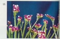 深波葉補血草 深波葉補血草