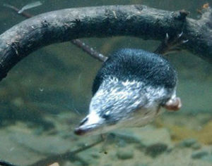 北美水鼩鼱 北美水鼩鼱