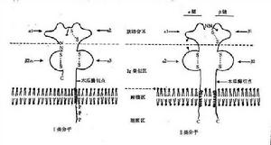 HLA[高級體系結構]