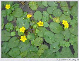 菱荇 菱荇