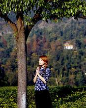 香樟樹之戀[植物名]