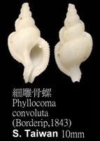 細雕骨螺 細雕骨螺