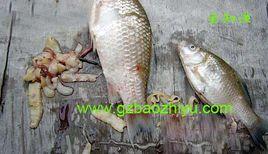 雙線絛蟲 雙線絛蟲