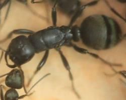 佐村悍蟻 佐村悍蟻