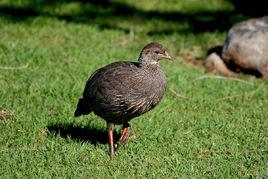 南非彩鷓鴣 南非彩鷓鴣