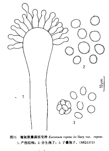 匍匐散囊菌原變種 匍匐散囊菌原變種