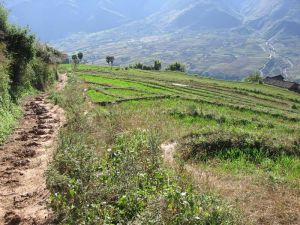 茶鋪子村 茶鋪子村