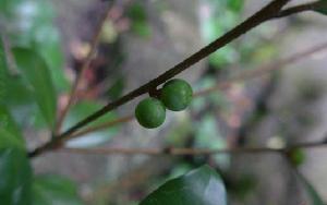 參考圖片（僅供參考）