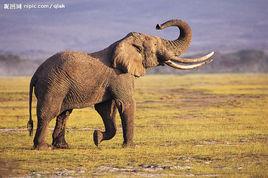 動物生存指南 動物生存指南