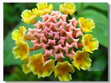 馬纓丹照片集錦