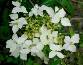 中國繡球 中國繡球