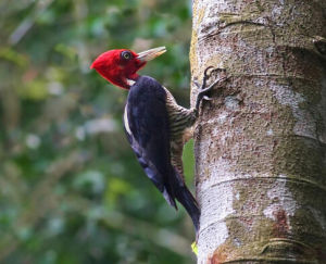象牙嘴啄木鳥 象牙嘴啄木鳥