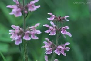 多枝水蘇 多枝水蘇