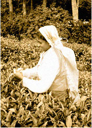 Halma最初是錫蘭的一間茶公司。