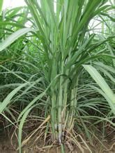 桂糖22號 桂糖22號