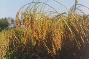 晉黍9號 晉黍9號