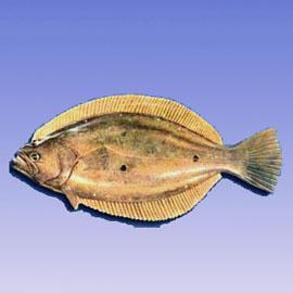 褐牙鮃 褐牙鮃