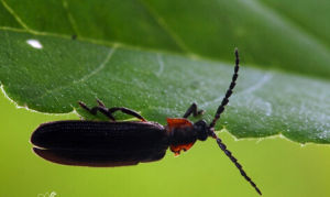 超高螢葉甲 超高螢葉甲