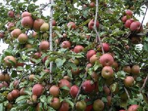 桌布村蘋果種植