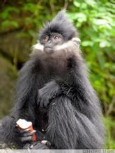 黑葉猴
