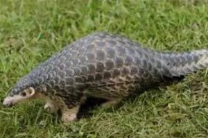 穿山甲海南亞種