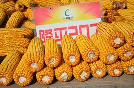 隆平207玉米 隆平207玉米