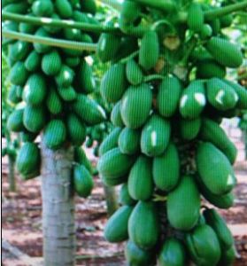 台農5號 台農5號