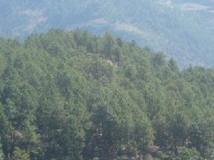 老左谷村生態山林