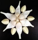 蒼山大蒜 蒼山大蒜