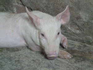 豬腎蟲病 豬腎蟲病