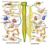 迷走神經興奮 迷走神經興奮