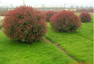 石枚冬青 石枚冬青