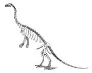 近蜥龍的骨骸，由馬什繪製