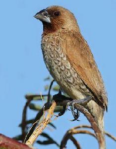 斑文鳥華南亞種 斑文鳥華南亞種
