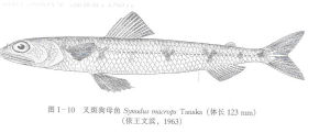 叉斑狗母魚