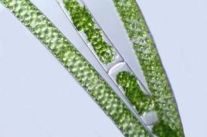 大孢水綿 大孢水綿