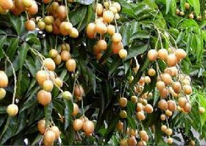 黃皮果[芸香科黃皮屬植物]