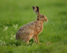歐洲野兔 歐洲野兔