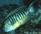 黑紋頰刺魚 黑紋頰刺魚