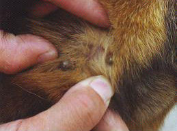 犬埃里希氏體病