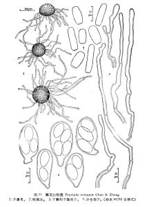 蔊菜白粉菌 蔊菜白粉菌