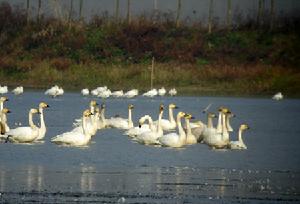 東窪小天鵝（國家二級保護動物）