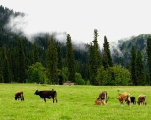 庫爾德寧 庫爾德寧