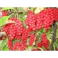 紅珍珠2號 紅珍珠2號