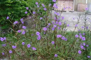 黃蓉花族 黃蓉花族