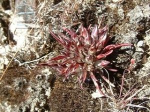 微籽龍膽 微籽龍膽