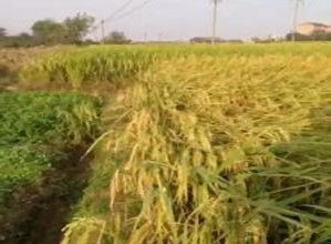 更正錯誤、內容擴充、刪除冗餘、目錄結構、摘要、內鏈、排版、圖片