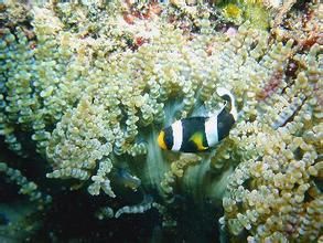 串珠雙輻海葵 串珠雙輻海葵