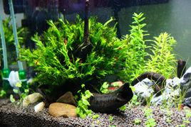 水草缸 水草缸
