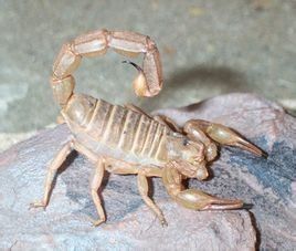 利比亞金蠍 利比亞金蠍